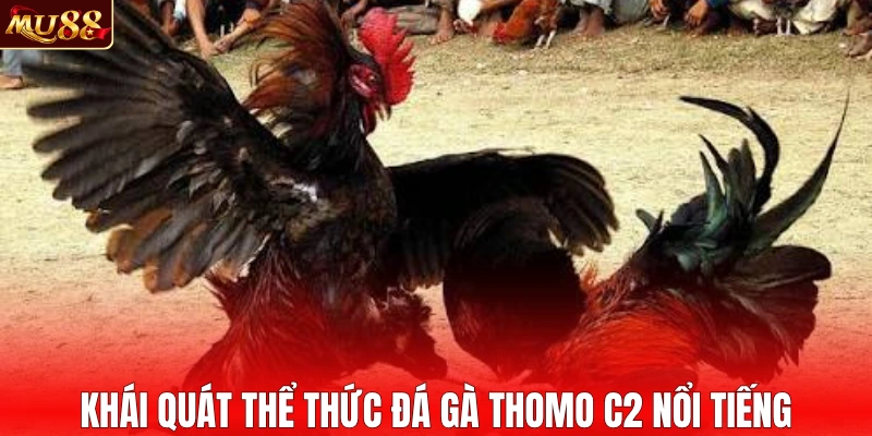 Khái quát thể thức đá gà Thomo C2 nổi tiếng