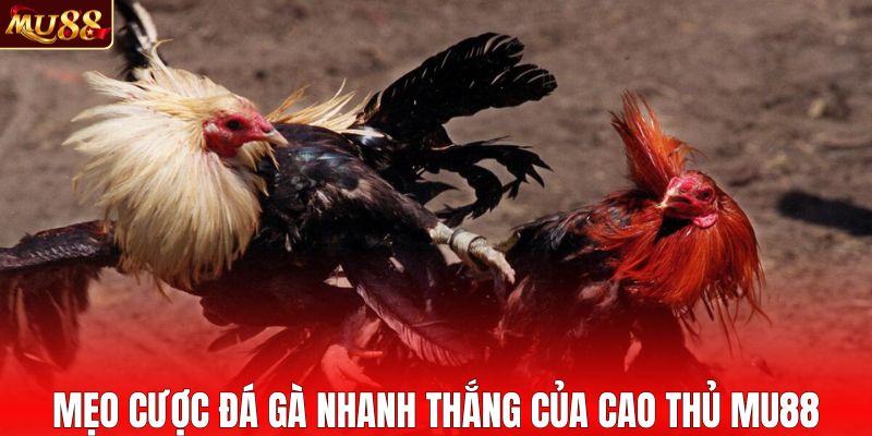 Mẹo chốt kèo cược đá gà của cao thủ MU88